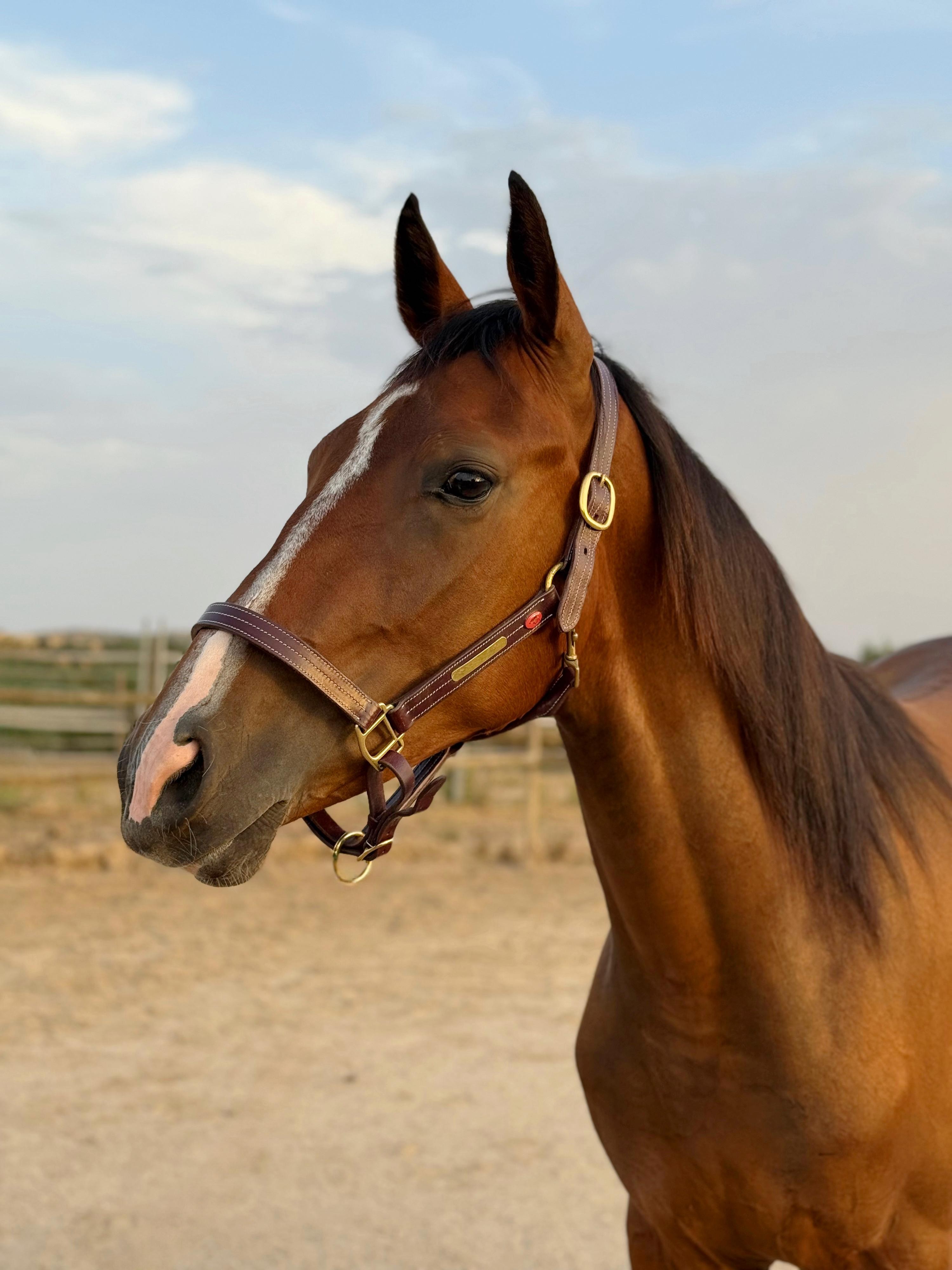 horse